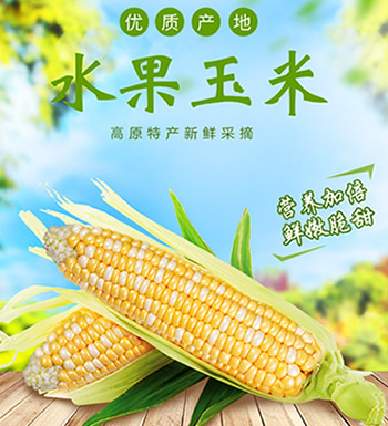 水果玉米-9斤 皮薄肉厚，颗粒饱满，香甜脆嫩
